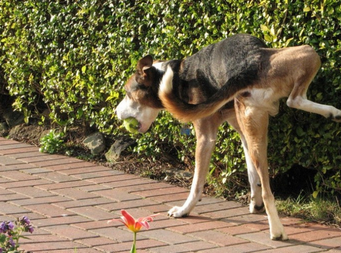 Infezioni e malattie urinarie nel cane: perchè non vanno mai sottovalutate